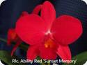 Rlc. Ability Red Sun Memory x Beautyful Sunday